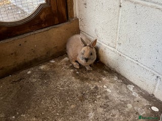 Netherland Dwarf rabbits - Advert 35