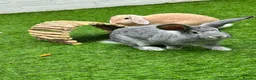 French Lop rabbits for sale: Reggie & Ronnie (Brothers)  in Blackburn - Advert 1
