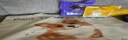 Welsh Corgi Pembroke dogs for sale: KC Pembrokeshire Corgi Puppies with Champion Lines - Advert 9