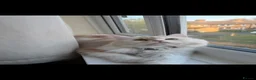 Persian cats for sale: Simba the Persian - Advert 2