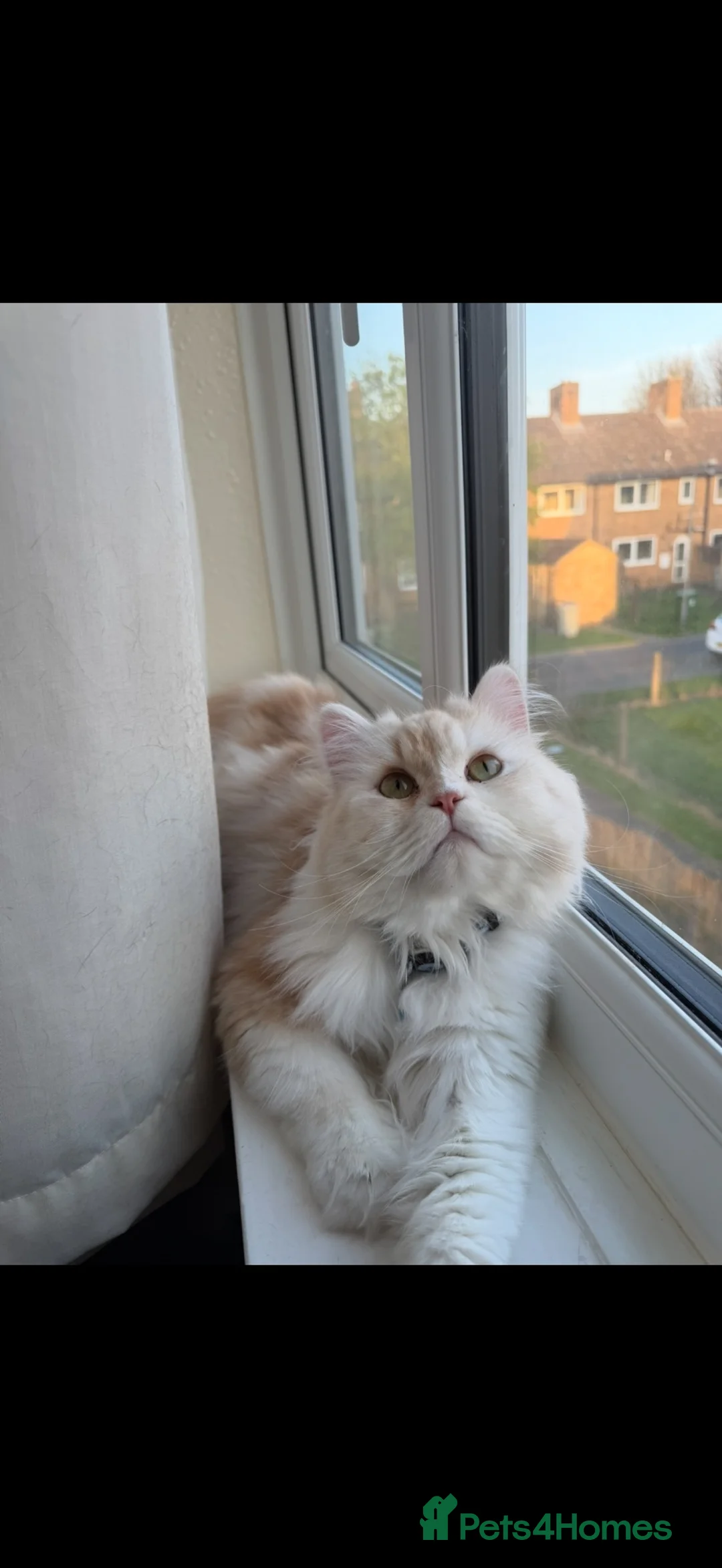 Persian cats for sale: Simba the Persian - Advert 2