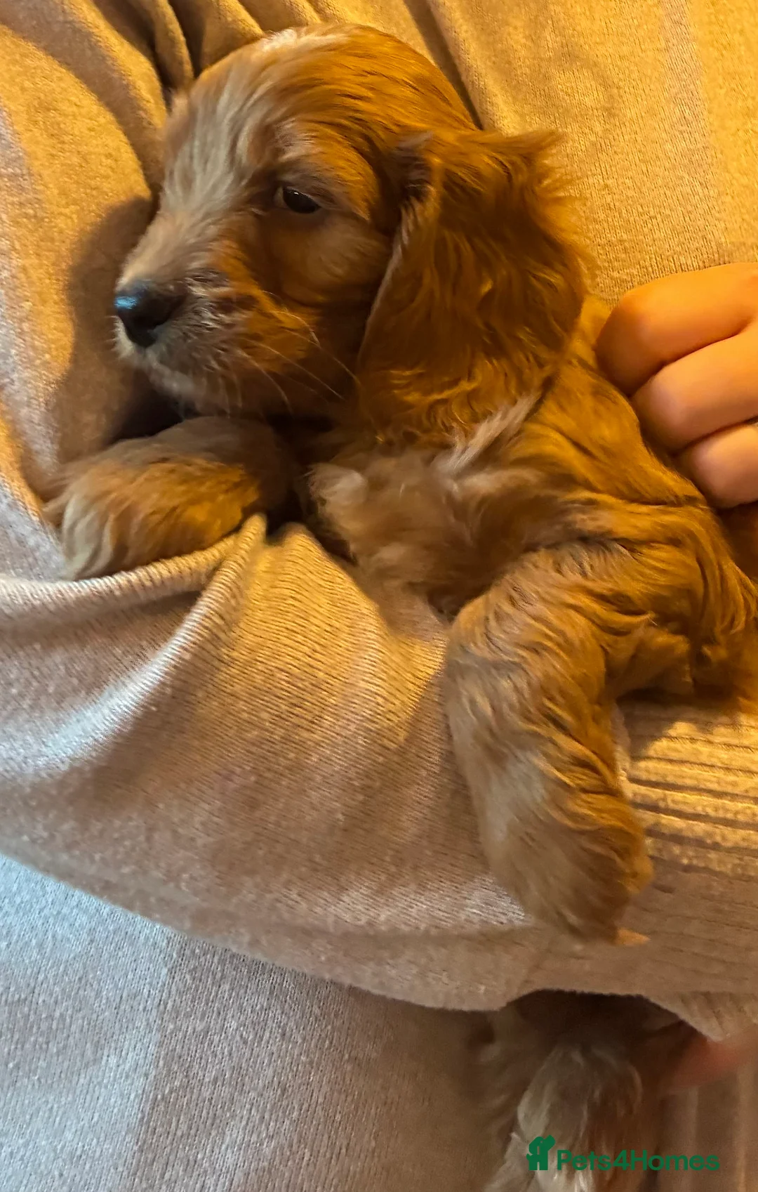 Cockapoo dogs for sale: Cockerpoo puppies  - Advert 12