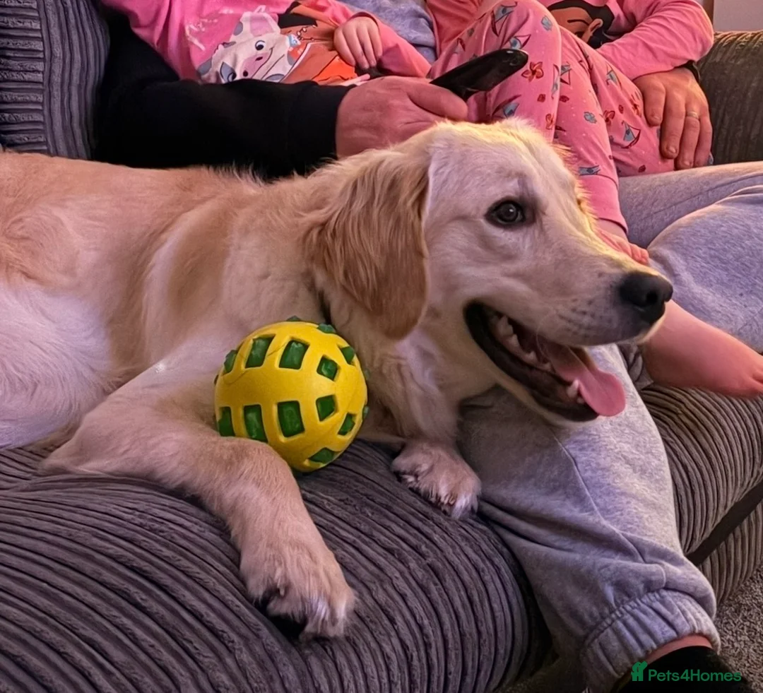 Golden Retriever dogs for sale: Golden Retriever Puppy - Advert 2