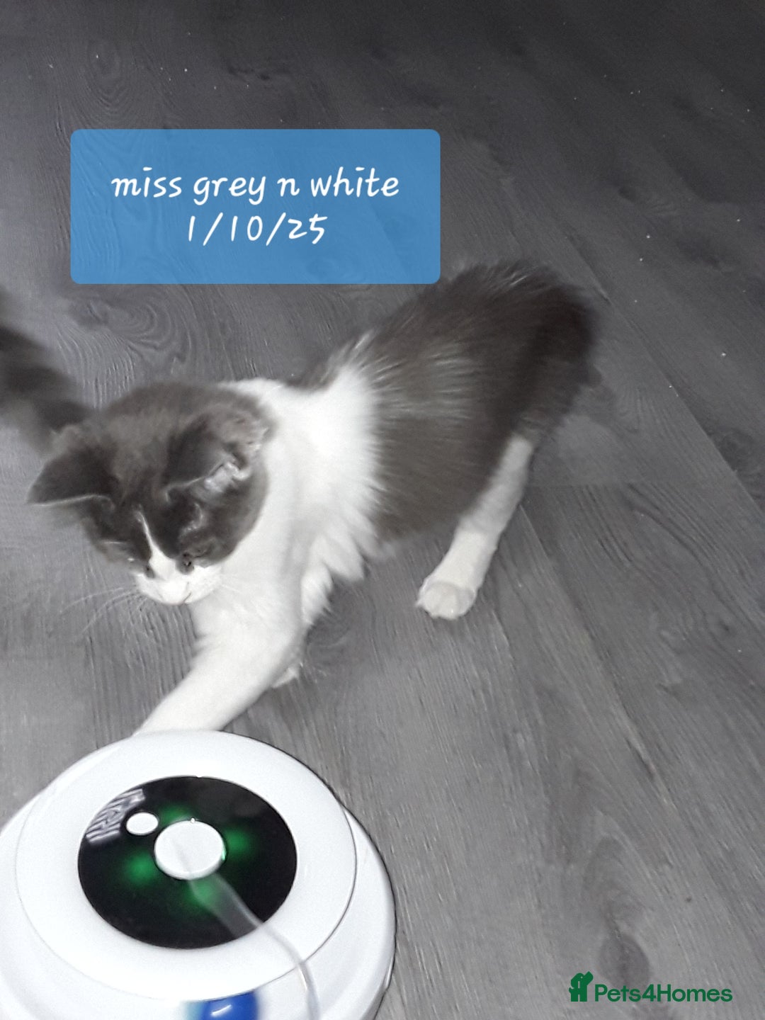 Ragcoon cats for sale: FINAL REDUCTION £300  Stunning, chunky ragcoons  - Image 5