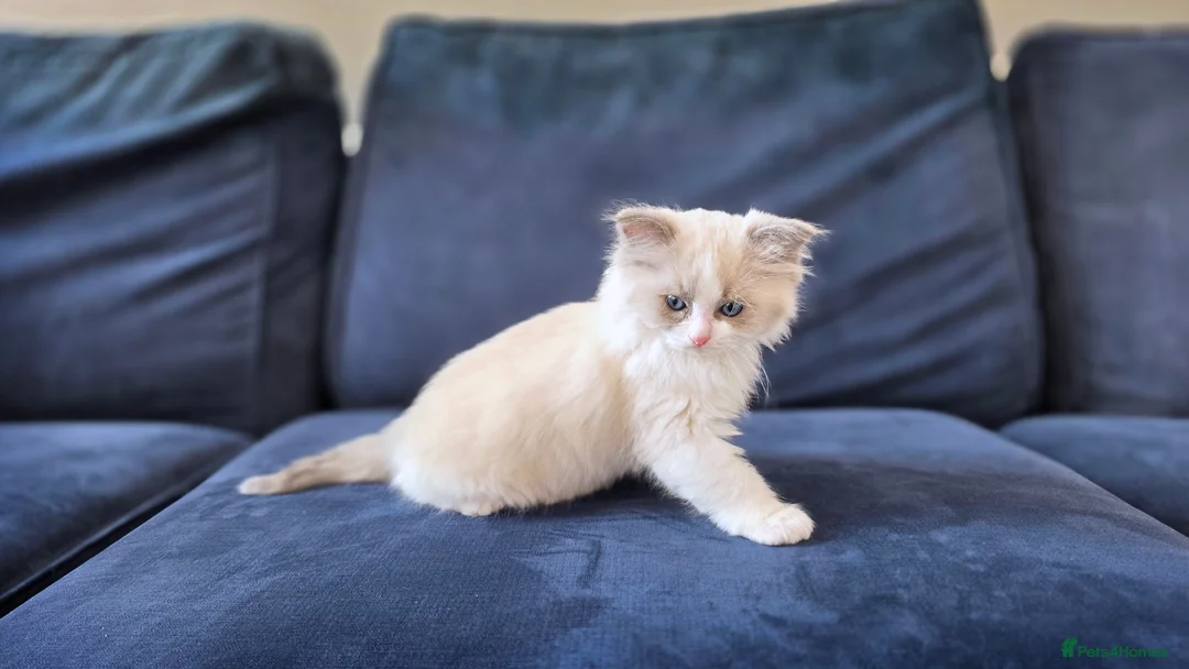 Ragdoll cats for sale: Blue Point/Bicolor Ragdoll Boy Champion Line TICA - Advert 2