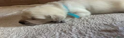 Goldador dogs for sale: Labrador Retriver fci champion golden retriever - Advert 4