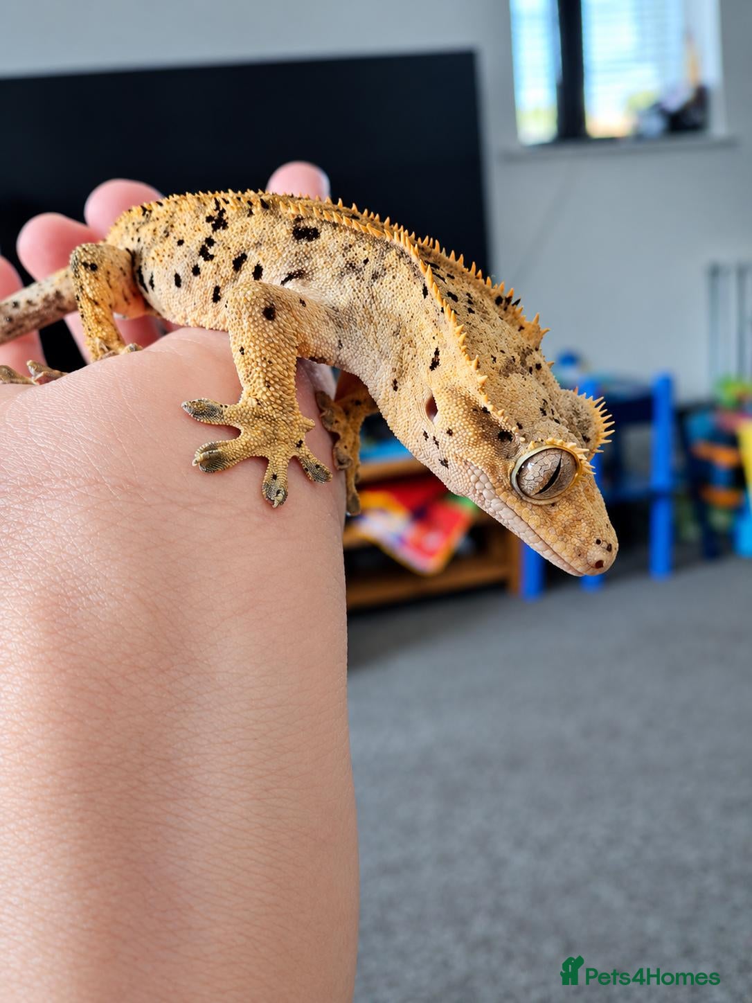 Gecko reptiles for sale: Male Crested Gecko - Advert 1