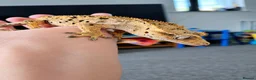 Gecko reptiles for sale: Male Crested Gecko - Advert 1