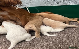 Cockapoo dogs for sale: F1 Cockapoo puppies. Health tested parents. - Image 18