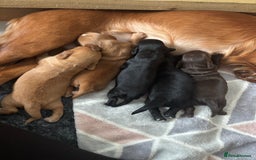 Cocker Spaniel dogs for sale: KC reg Cocker Spaniel puppies  - Image 4