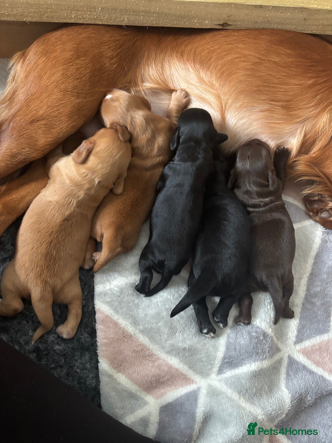 Cocker Spaniel dogs for sale: KC reg Cocker Spaniel puppies  - Image 4
