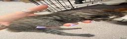 Mixed Breed cats for sale: Maine coon cross kittens  - Advert 22