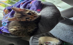 Mixed Breed cats for sale: Two beautiful kittens - Image 7