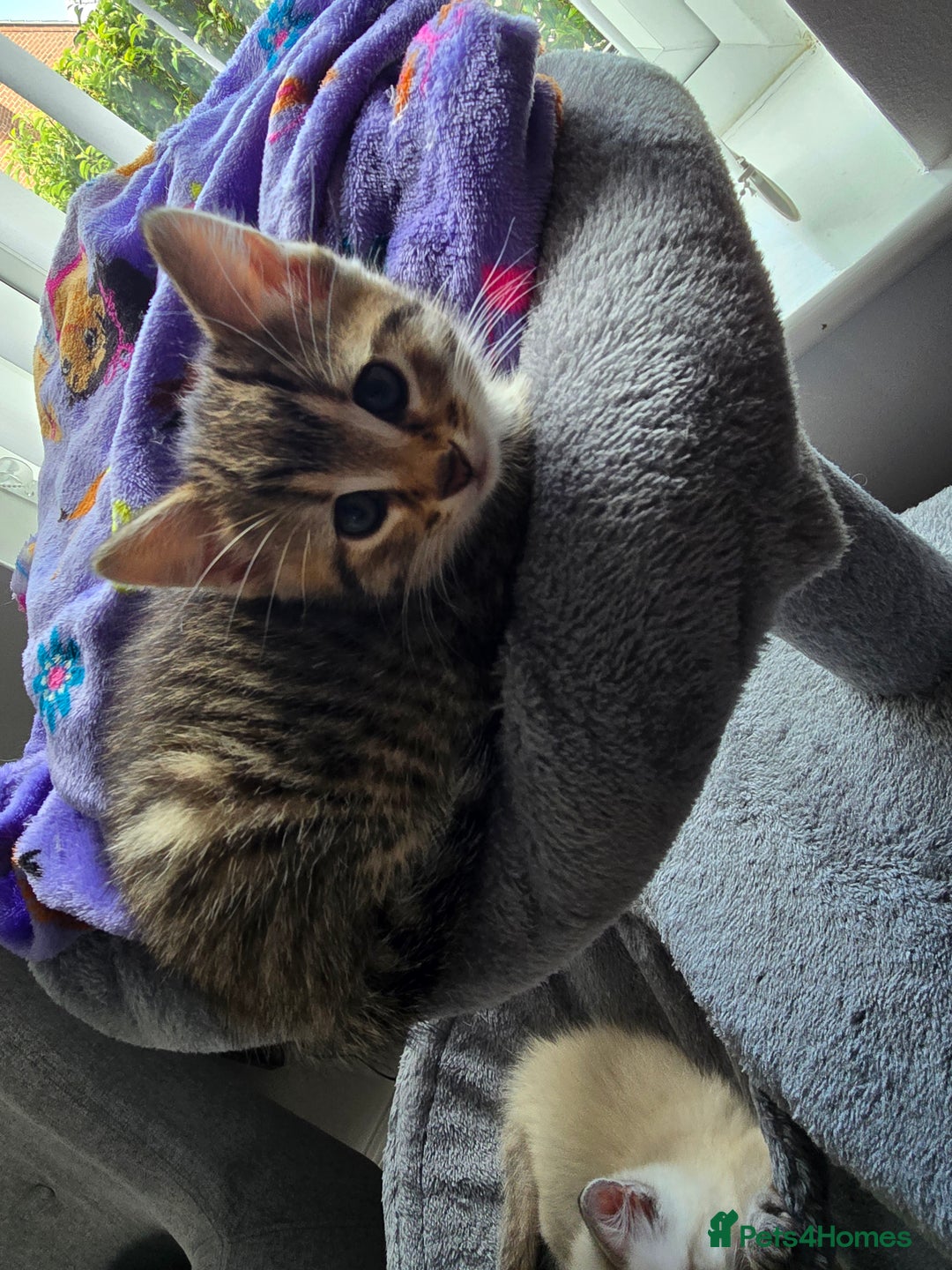 Mixed Breed cats for sale: Two beautiful kittens - Image 7