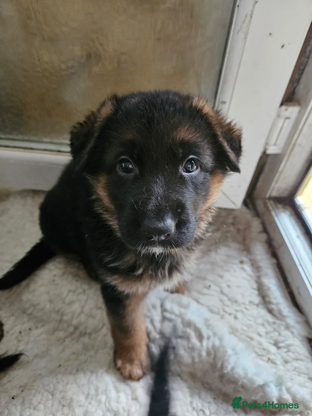 German Shepherd dogs for sale: German shepherd puppies - Advert 11