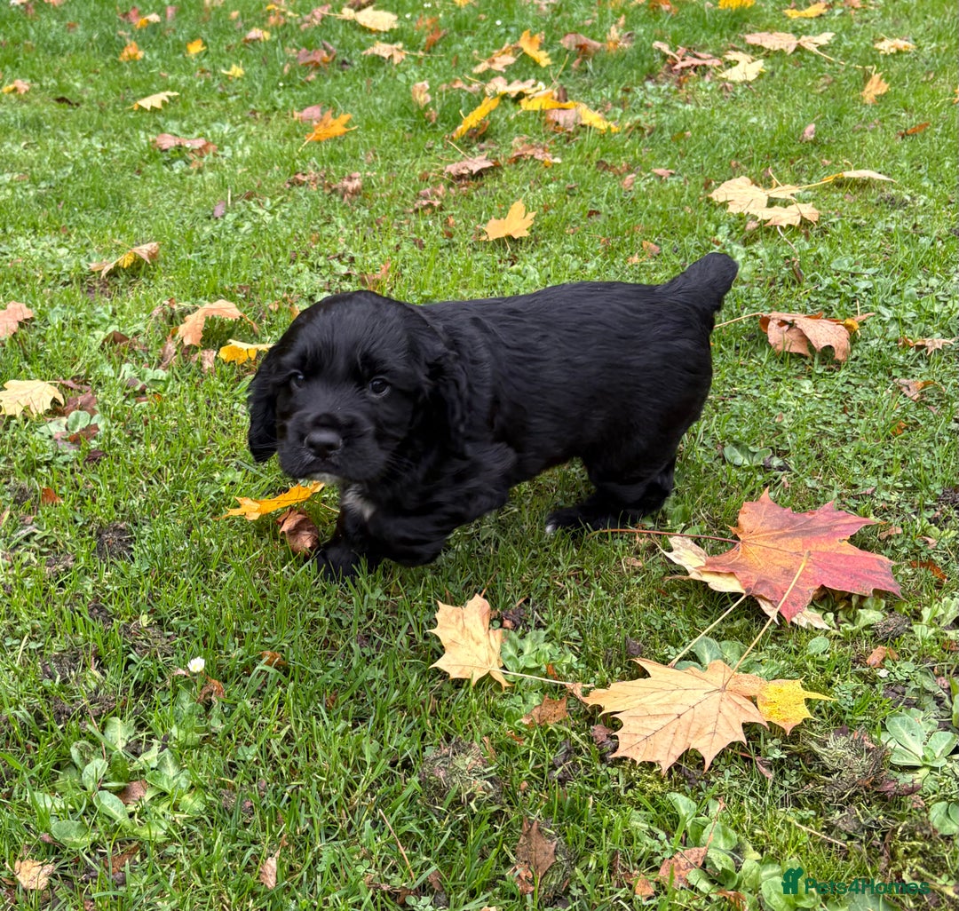 Cocker Spaniel dogs for sale: Burly beautiful cocker boy spaniel - Advert 1