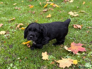 Cocker Spaniel dogs Burly beautiful cocker boy spaniel - Advert 3
