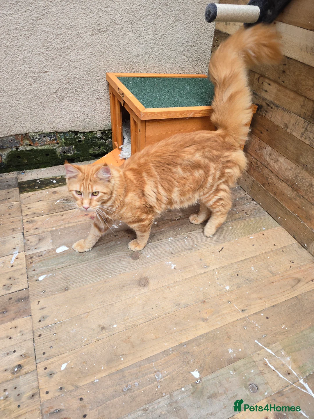 Maine Coon cats for stud: Maine Coon Large Red Tabby over 10kg in Hull - Advert 5