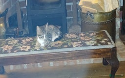 Domestic Shorthair cats for sale: Kittens for sale  - Image 8