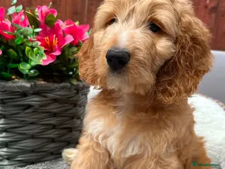 Australian Labradoodle dogs Australian Labradoodle-Medium-sized - Advert 6