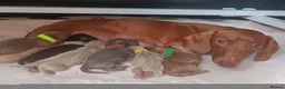 Miniature Dachshund dogs for sale: A QUALITY LITTER MINI KC REG HEALTH TESTED - Advert 6