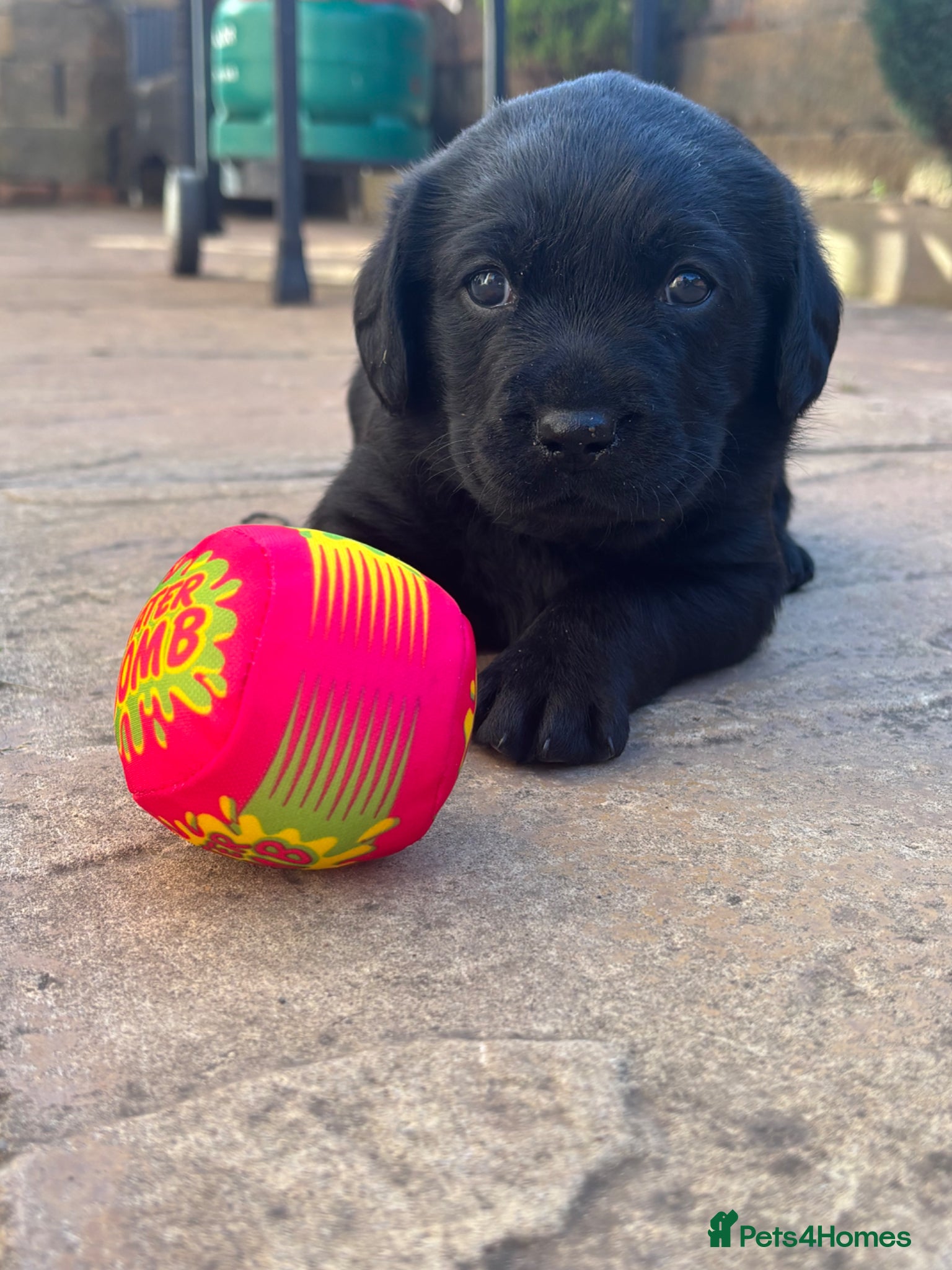 Labrador Retriever dogs Black Labrador puppies - Advert 18