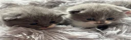 British Shorthair cats for sale: Beautiful British Shorthair Kittens  in Burton-on-Trent - Advert 8