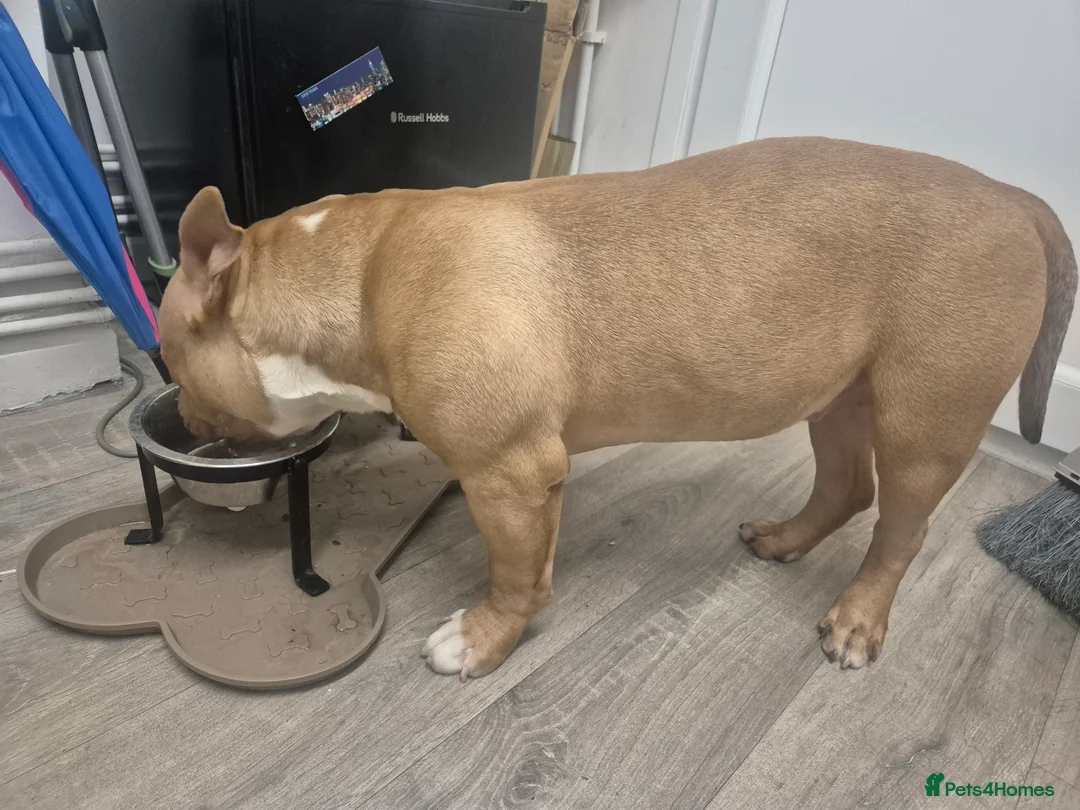 American Bulldog dogs for sale: Sugar Cane - Advert 7