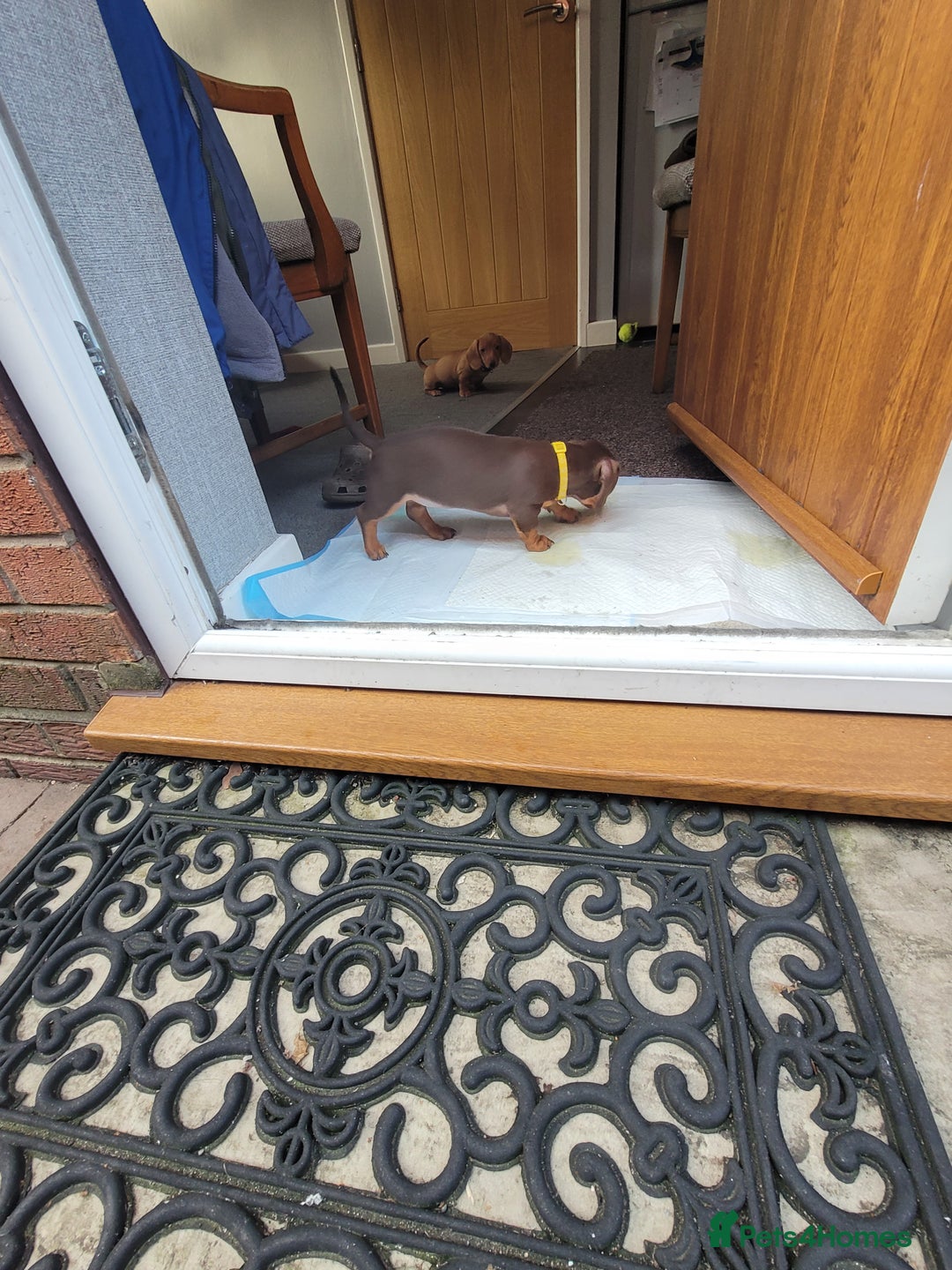 Dachshund dogs for sale: Dachshund minature short hair  - Advert 5