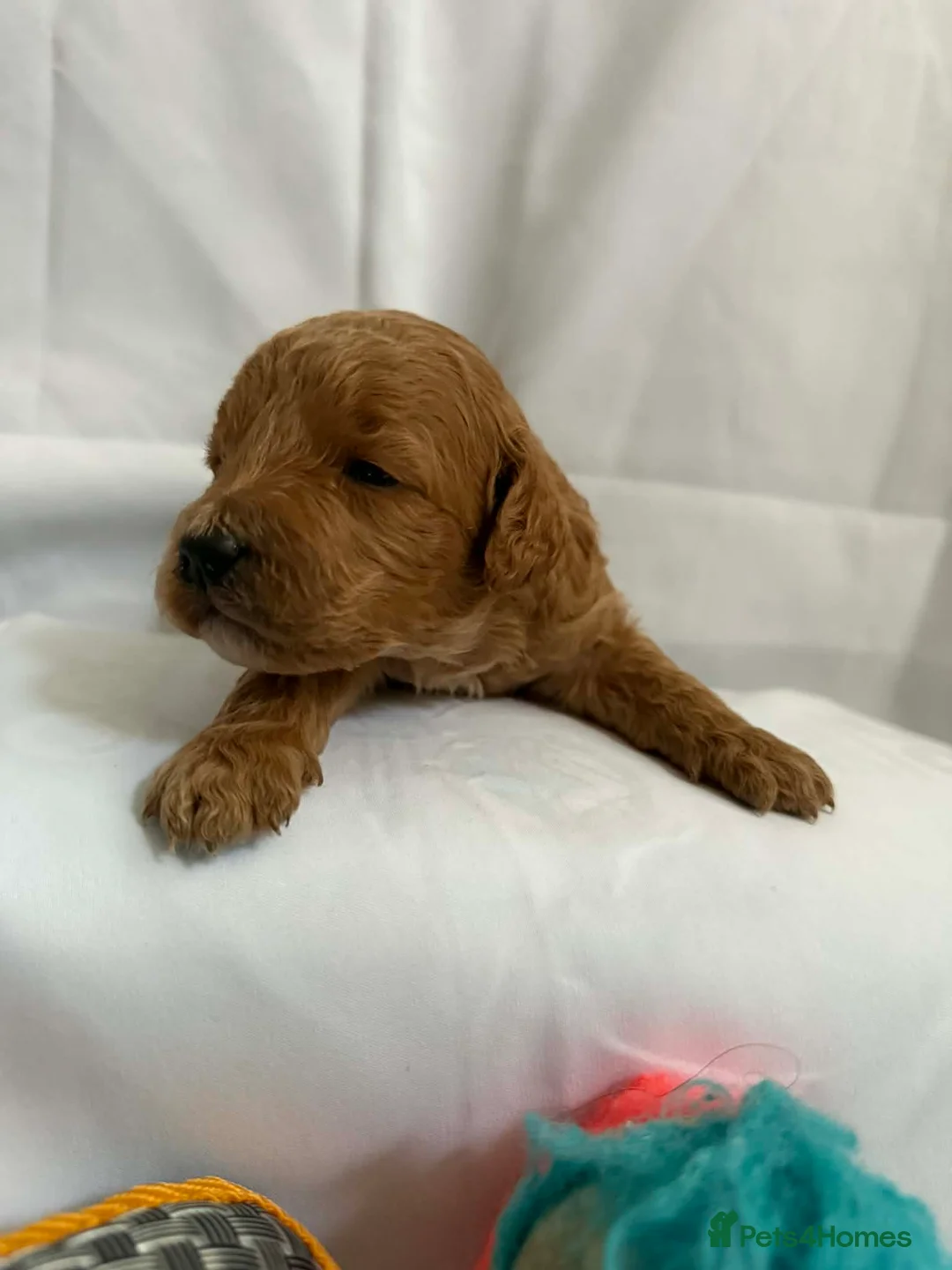 Cockapoo dogs for sale: Exceptional miniature cockapoo puppies 😍 in Sheffield - Advert 2