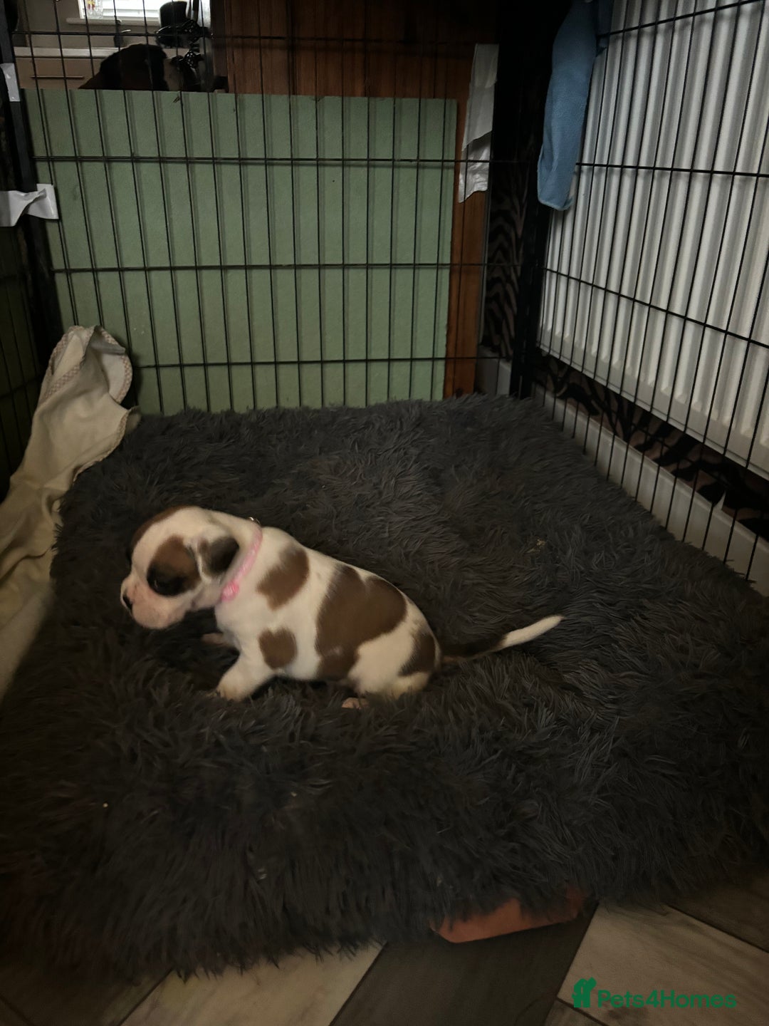 Boxer dogs for sale: Boxer puppies 5 bitches 1 boy  - Advert 20