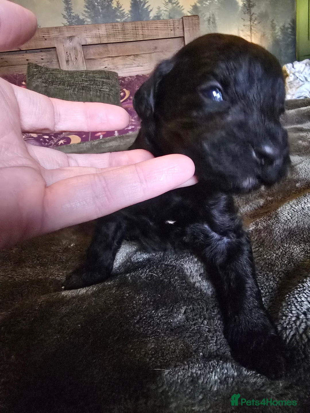 Labradoodle dogs for sale: Ready to go! gorgeous Teddy-Labradoodles - Advert 10