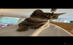 Scottish Fold cats for sale: Scottish Fold Kittens Variety of Colours - Image 11