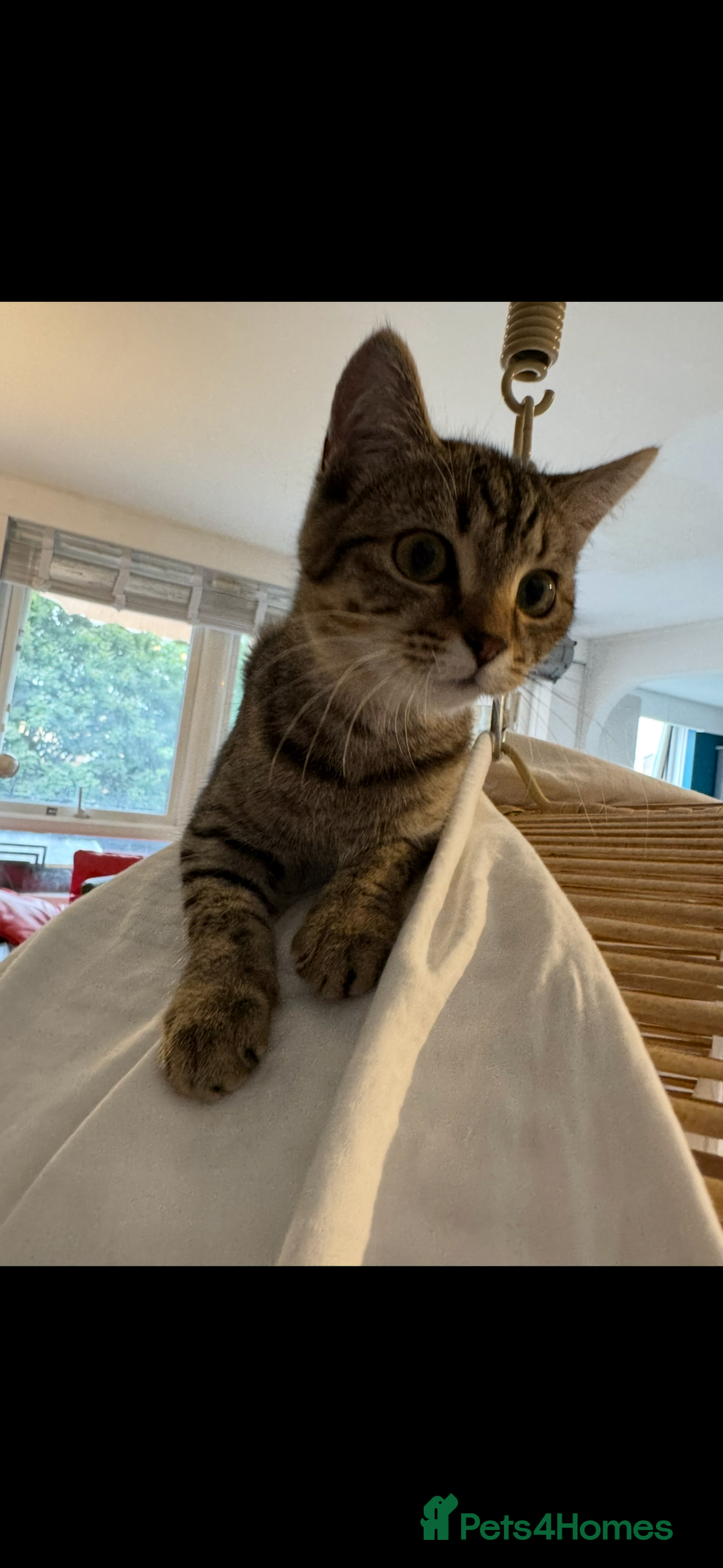 Scottish Fold cats for sale: Scottish Fold Kittens Variety of Colours - Image 11