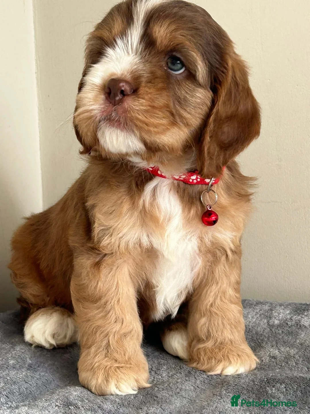 Cockapoo dogs for stud:  f3 American cockapoo stud  - Advert 14