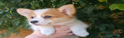 Welsh Corgi Pembroke dogs for sale: Corgi Puppies for Loving Homes – 1 Male, 1 Females - Advert 13