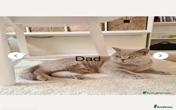 British Shorthair cats for sale: British shorthair kittens  - Image 11