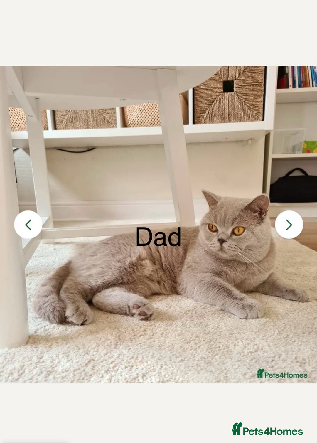 British Shorthair cats for sale: British shorthair kittens  - Image 11