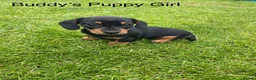 Miniature Dachshund dogs for stud:     KC Proven Mini Dachshund Stud, 31 Champions - Advert 13
