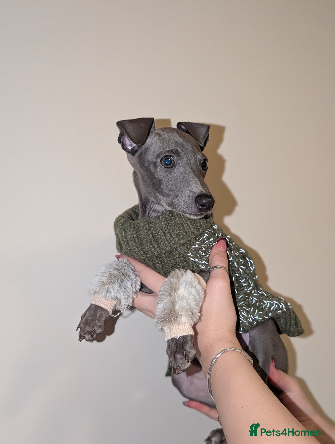 Italian Greyhound dogs for sale: Italian grey hound female  - Advert 8