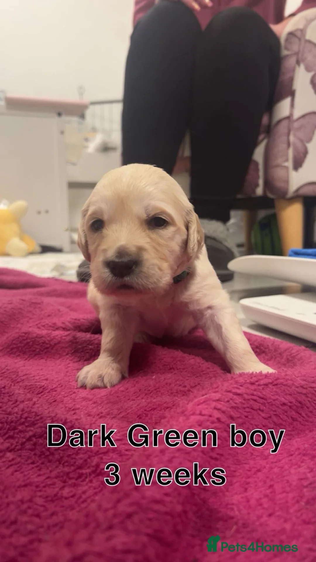 Golden Retriever dogs for sale: Kc registered Golden Retriever puppies  in Plymouth - Advert 11