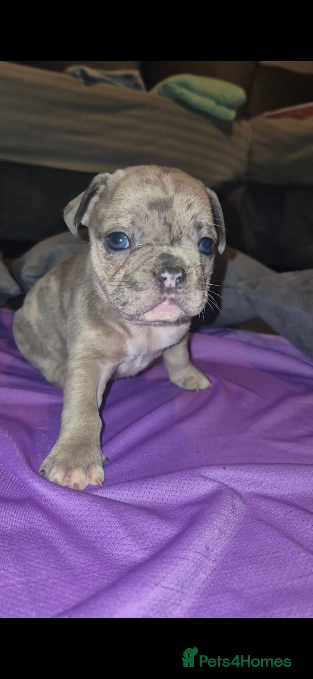 French Bulldog dogs for sale: DWKC beautiful French bulldogs prices negotiable - Advert 19