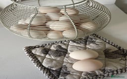 Chickens poultry for sale: BANTAM WYANDOTTE HENS, COCKERELS & TRIOS - Image 10