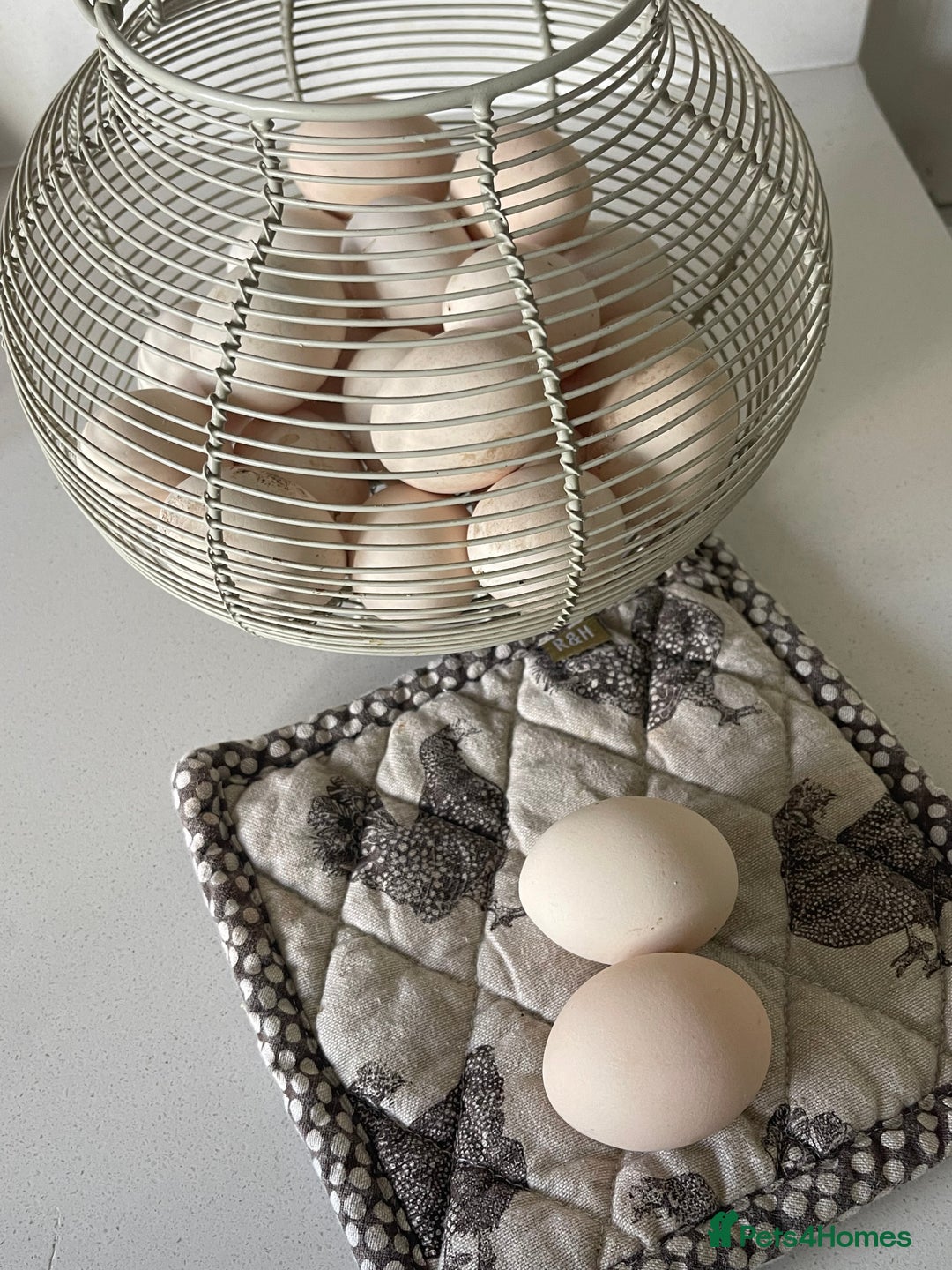 Chickens poultry for sale: BANTAM WYANDOTTE HENS, COCKERELS & TRIOS - Image 10