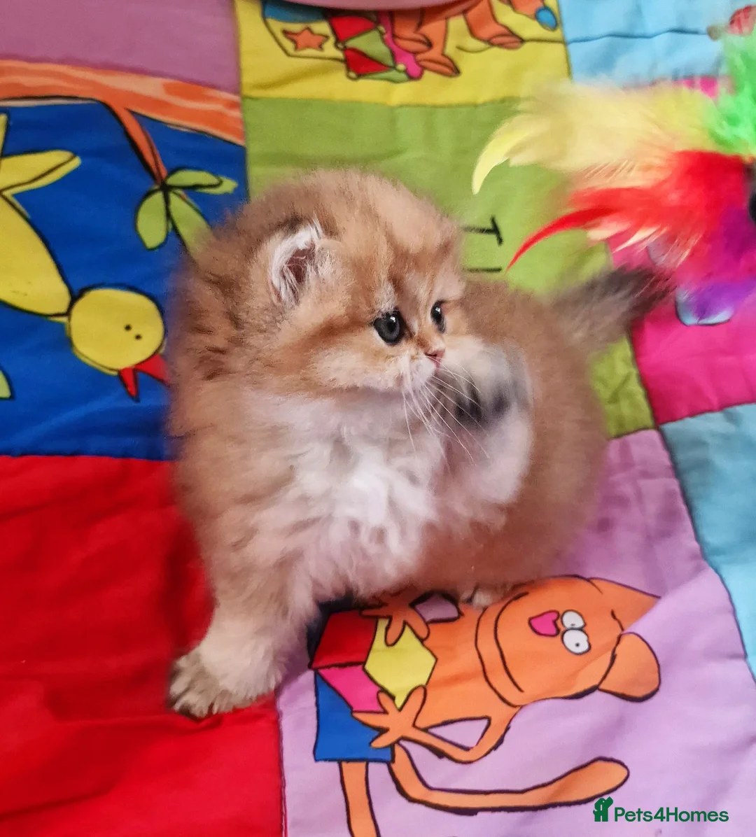 British Longhair cats for sale: 💖 Golden British Medium/Longhair Girl 💖 - Advert 2