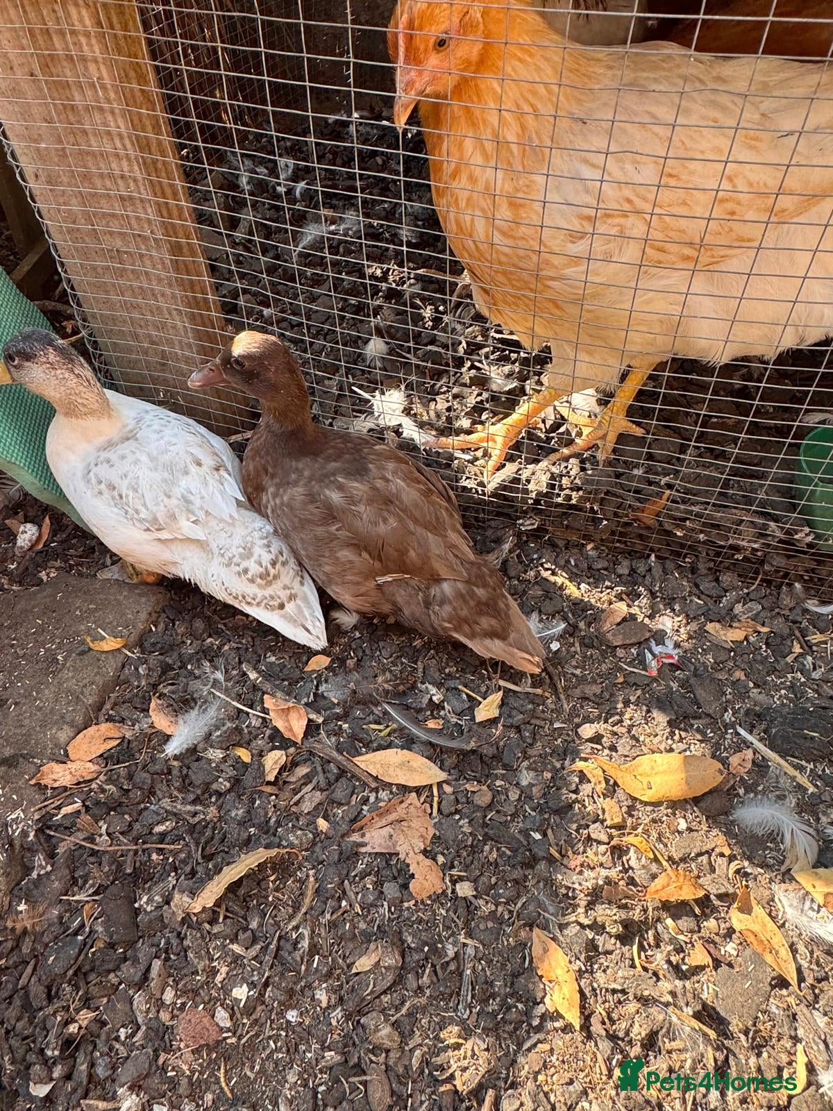 Ducks poultry Bonded pair call ducks  - Advert 12