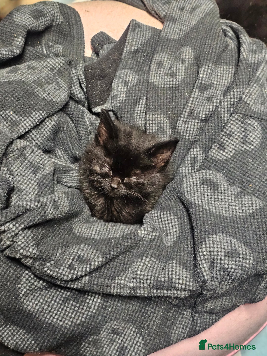 Mixed Breed cats for sale: 4 Gorgeous Bombay-Heritage Kittens- Litter Trained - Advert 11