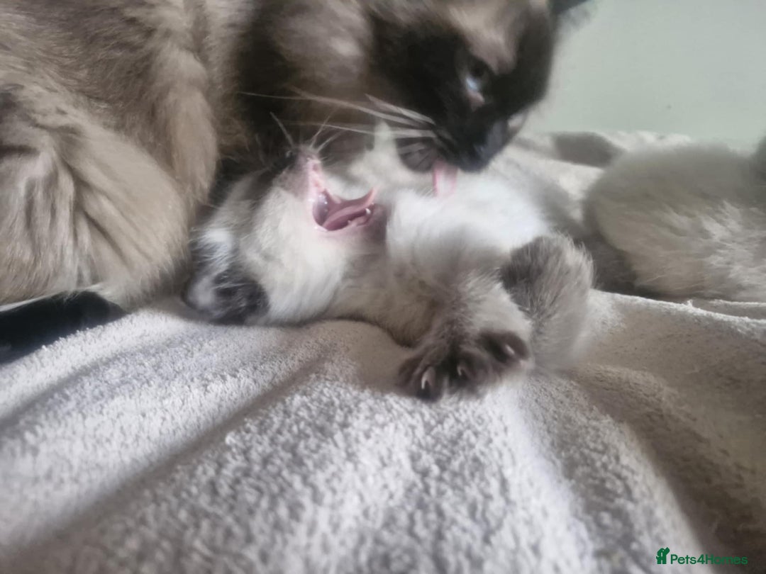 Ragdoll cats for sale: Seal Point Ragdoll – Boy Looking for a Loving Home - Advert 7