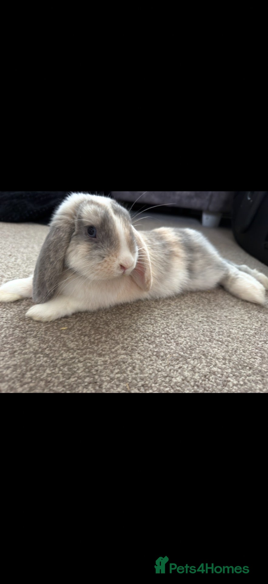 Harlequin rabbits for sale: Indoor harlie boy - Advert 6