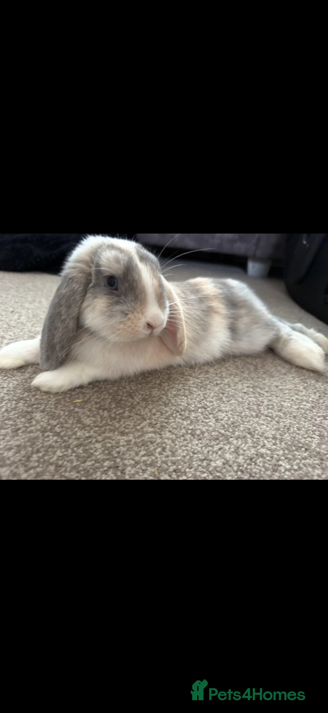 Harlequin rabbits for sale: Indoor harlie boy in Chester-le-Street - Advert 1